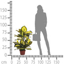 Camilla Artificiale con Vaso, 72 Foglie Altezza 100 cm Verde