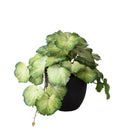 Set 3 Rami Artificiali Heuchera in Vasi 20 cm
