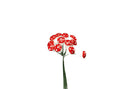 Set 24 Pick Funghetti Ø1 cm Rosso