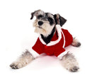 Vestito Babbo Natale per Cani in Poliestere Rosso