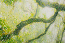 Stampa su Tela Laccata con Cornice Foresta 90x4x60 cm in Pino e Tela e Plastica      