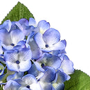 Set 8 Ortensia Artificiale con 4 Foglie Altezza 62 cm Blu