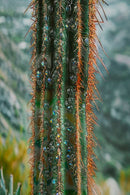 Stampa su Tela Laccata con Cornice Cactus 60x4x90 cm in Pino e Tela e Plastica      