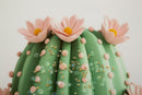 Stampa su Tela Laccata con Cornice Vasetto Cactus 40x2,8x40 cm in Pino e Tela e Plastica      