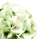 Set 2 Ortensia Artificiale Altezza 71 cm 