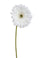 Set 8 Fiori Artificiali di Gerbera Singolo H 62 cm