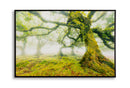 Stampa su Tela Laccata con Cornice Foresta 90x4x60 cm in Pino e Tela e Plastica      