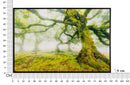 Stampa su Tela Laccata con Cornice Foresta 90x4x60 cm in Pino e Tela e Plastica      