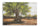 Dipinto su Tela Olivo 120x3,8x80 cm in Pino e Tela