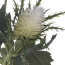 Set 6 Piante Artificiali di Eringium con Fiori Altezza 68 cm