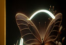 Stampa con LED su Tela Laccata con Cornice Butterfly 50x4x50 cm in Abete e Tela e Plastica      