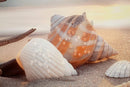 Stampa Dipinta su Tela Laccata Beach con Cornice 152x4x52 cm in Abete e Tela e Plastica      