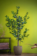 Alloro Artificiale con Vaso Altezza 150 cm Verde