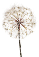 Set 2 Fiori Artificiali di Dandelion Altezza 92 cm 