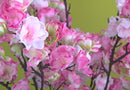 Pesco Ramificato Artificiale Altezza 107 cm Rosa