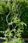 Set 10 Sostegni Tutori a Spirale per Piante Pomodori 200 cm in Acciaio Agrati