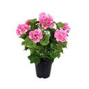 Geranio Artificiale con Vaso Altezza 47 cm Rosa