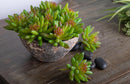 Set 6 Crassula Cactus Artificiale Altezza 9 cm Verde